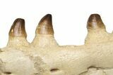 Partial Mosasaur Jaw with Seven Teeth - Morocco #225330-4